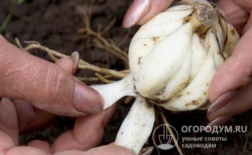 Когда лучше сажать лилии осенью или весной. Сроки посадки: общие правила