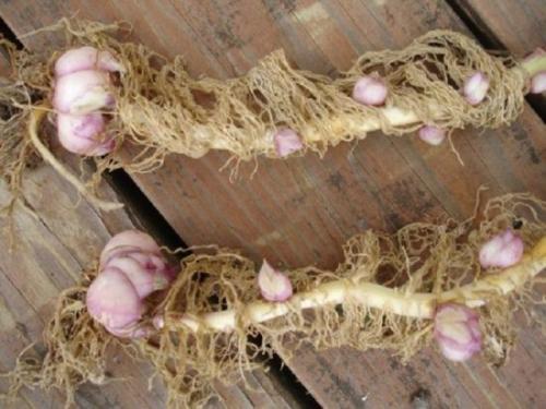 Когда выкапывать лилии осенью. Лилии ошибок не прощают: нужно ли выкапывать их после цветения?