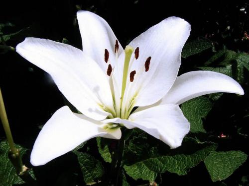 Когда сажать лилии осенью в открытый грунт. Когда сажать лилии под зиму в грунт 01