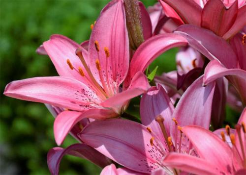 Когда сажать лилии луковицей в открытый грунт. Описание растения