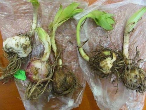 Когда сажать лилии луковицей в открытый грунт. Описание растения 09