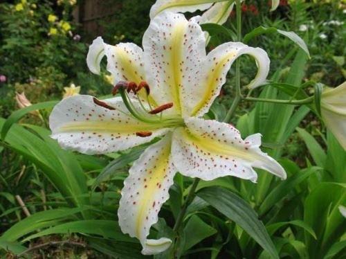 Когда сажать лилии луковицей в открытый грунт. Описание растения 08