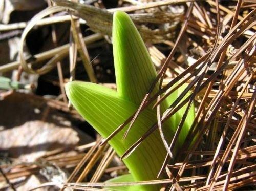Когда сажать лилии луковицей в открытый грунт. Описание растения 11