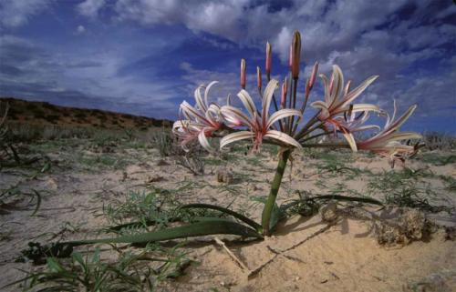 Когда сажать лилии луковицей в открытый грунт. Описание растения