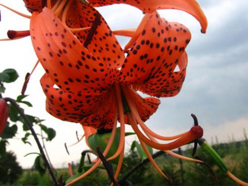 Когда сажать лилии луковицей в открытый грунт. Описание растения