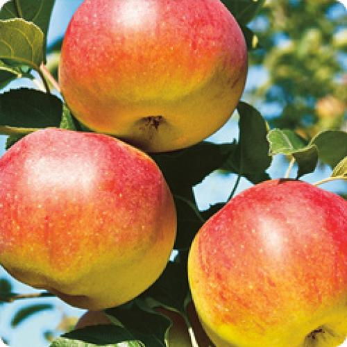 Можно ли выращивать новые сорта яблок в небольших садах или на дачных участках. КАКИЕ ЯБЛОНИ ПОСАДИТЬ НА СВОЕМ УЧАСТКЕ В ЗАВИСИМОСТИ ОТ ИХ СВОЙСТВ