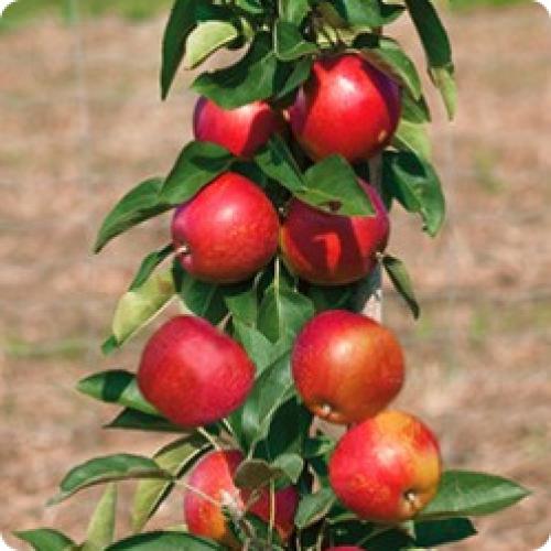 Можно ли выращивать новые сорта яблок в небольших садах или на дачных участках. КАКИЕ ЯБЛОНИ ПОСАДИТЬ НА СВОЕМ УЧАСТКЕ В ЗАВИСИМОСТИ ОТ ИХ СВОЙСТВ