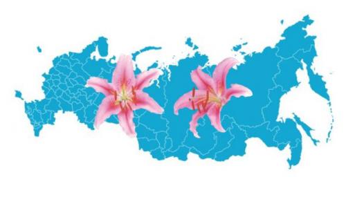 Когда сажать лилии. Когда сажать луковицы лилии осенью, в каком месяце