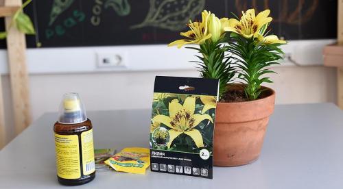 Посадка лилий в открытый грунт. Когда сажать 06