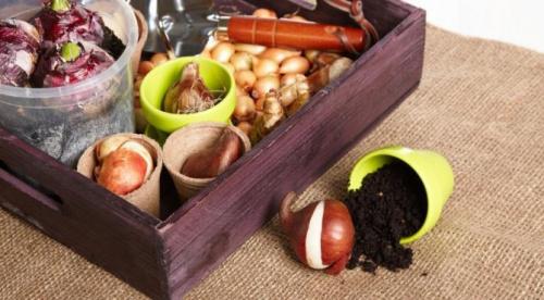 Благоприятные дни для посадки лилий. Когда лучше сажать