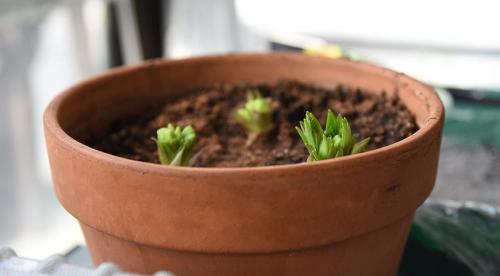 Посадка лилий в открытый грунт. Когда сажать 04