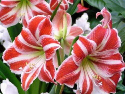 Благоприятные дни для посадки лилий. Когда лучше сажать