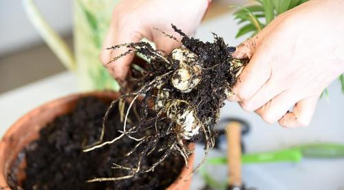 Посадка лилий в открытый грунт. Когда сажать 07