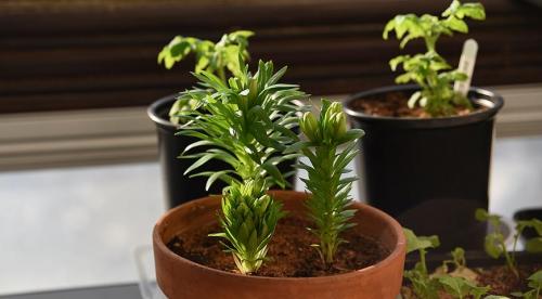 Посадка лилий в открытый грунт. Когда сажать 05