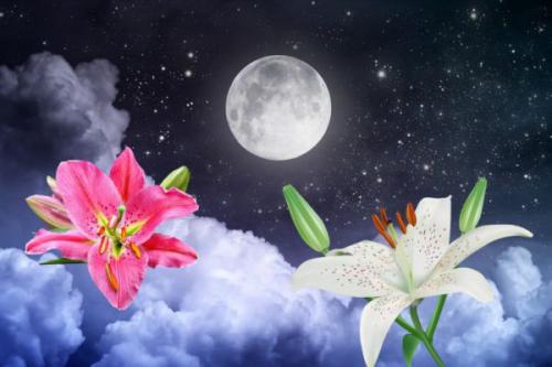 Когда сажать лилии. Когда сажать луковицы лилии осенью, в каком месяце