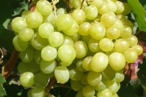 Описание сортов винограда. Сорта винограда по алфавиту