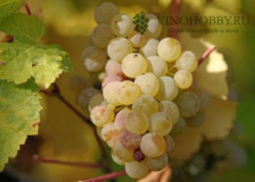 Технические сорта винограда для Подмосковья. Лучшие сорта винограда для производства вина. Какие подойдут для Подмосковья и Сибири