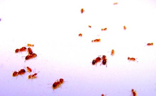 Средства от муравьев в квартире. Средство от муравьев, какой фирмы лучше выбрать 05 Средства от муравьев в квартире. Средство от муравьев, какой фирмы лучше выбрать 05