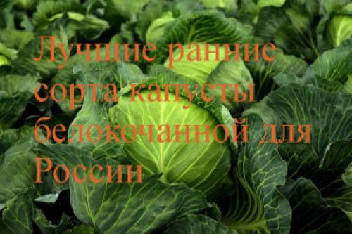 Ультраранние сорта капусты. Лучшие ранние сорта капусты белокочанной для России
