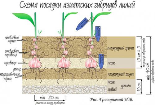 Когда сажать лилии в открытый грунт осенью. Глубина посадки луковиц лилий в открытый грунт
