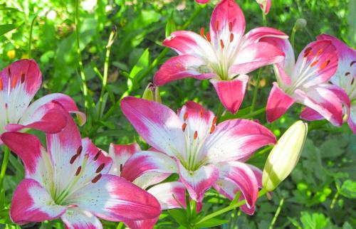 Посадка лилий весной. Какие лилии сажают весной?