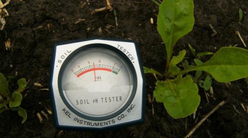 Кислотность почвы для растений. Виды и определение кислотности почв