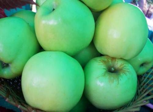 Зарубежные сорта плодовых культур: что стоит попробовать на вашем участке 08 Зарубежные сорта плодовых культур: что стоит попробовать на вашем участке 08