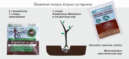 Как правильно ухаживать за плодовым садом и ягодными кустарниками 01 Как правильно ухаживать за плодовым садом и ягодными кустарниками 01