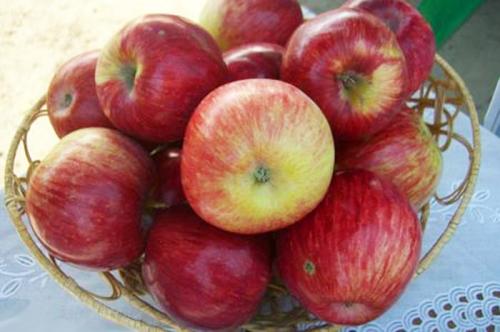 Зарубежные сорта плодовых культур: что стоит попробовать на вашем участке 07 Зарубежные сорта плодовых культур: что стоит попробовать на вашем участке 07