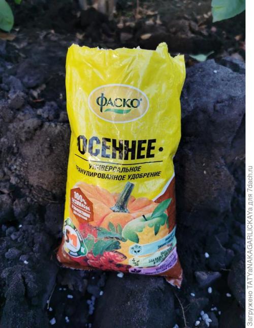 Какие сезонные работы проводятся в плодовом саду и для чего они нужны. Осенние заботы о плодовом саде