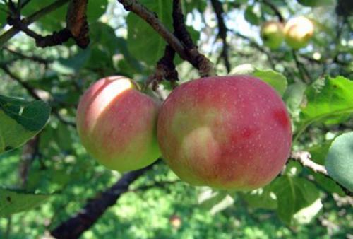 Зарубежные сорта плодовых культур: что стоит попробовать на вашем участке 05 Зарубежные сорта плодовых культур: что стоит попробовать на вашем участке 05