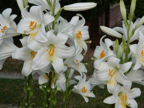 Пересадка лилий осенью на другое место. В каком месяце пересаживать лилии осенью