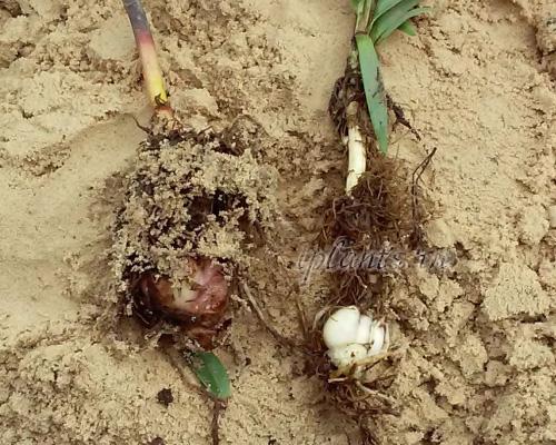 Почему осенью пересаживать и рассаживать лилии правильнее. Как и когда рассаживать лилии? Алгоритм действий 03