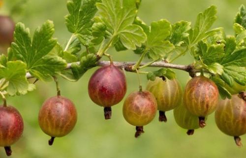 Существуют ли специфические удобрения для различных видов ягодных кустарников. Удобряем ягодные кустарники – секреты хорошего урожая