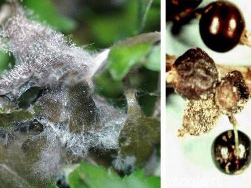 Как бороться с болезнями смородины осенью. Разберем основные и часто встречаемые болезни смородины