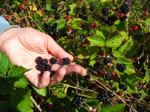 Можно ли посадить декоративные или ягодные кустарники осенью, и если да то как это сделать. Ягодные кустарники