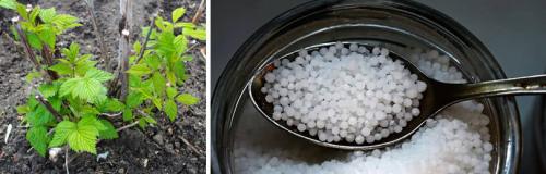 Грамотное внесение удобрений под ягодные кустарники.. КАКИЕ УДОБРЕНИЯ НЕОБХОДИМЫ ПЛОДОВЫМ КУСТАРНИКАМ