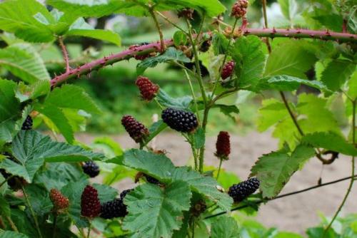 Можно ли посадить декоративные или ягодные кустарники осенью, и если да то как это сделать. Ягодные кустарники