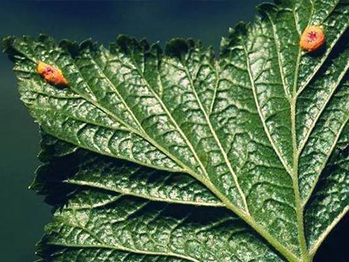 Как бороться с болезнями смородины осенью. Разберем основные и часто встречаемые болезни смородины