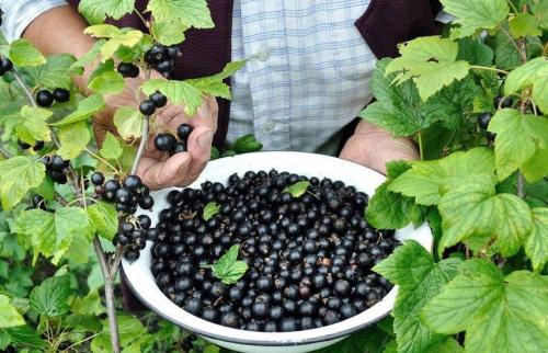 Существуют ли специфические удобрения для различных видов ягодных кустарников. Удобряем ягодные кустарники – секреты хорошего урожая