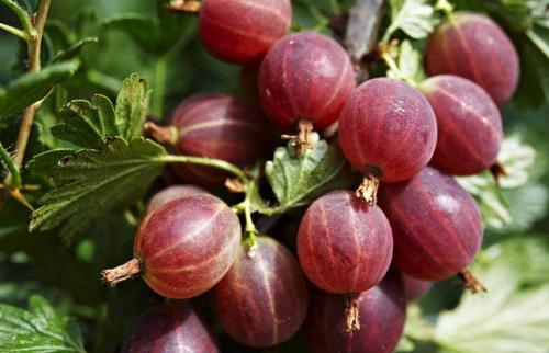 Какая польза от осенней подкормки для смородины и малины, и почему это важно для будущего урожая. Все секреты осенней подкормки ягодных кустарников