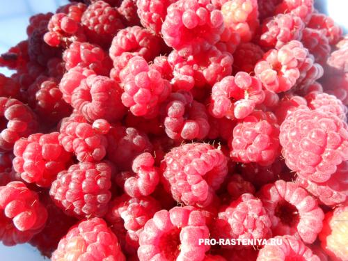 Осенняя подкормка смородины и малины: полезные советы для богатого урожая 01 Осенняя подкормка смородины и малины: полезные советы для богатого урожая 01