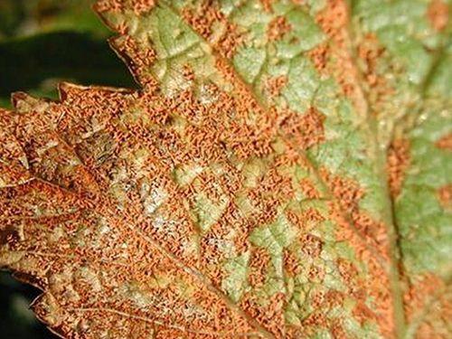 Как бороться с болезнями смородины осенью. Разберем основные и часто встречаемые болезни смородины