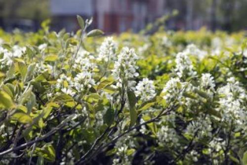 Как использовать ягодные кустарники для создания осенних композиций. Выбор плодовых и ягодных кустарников для живой изгороди