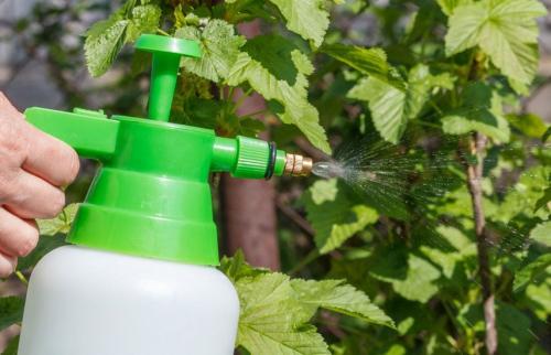 Существуют ли специфические удобрения для различных видов ягодных кустарников. Удобряем ягодные кустарники – секреты хорошего урожая