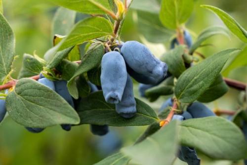 Можно ли посадить декоративные или ягодные кустарники осенью, и если да то как это сделать. Ягодные кустарники