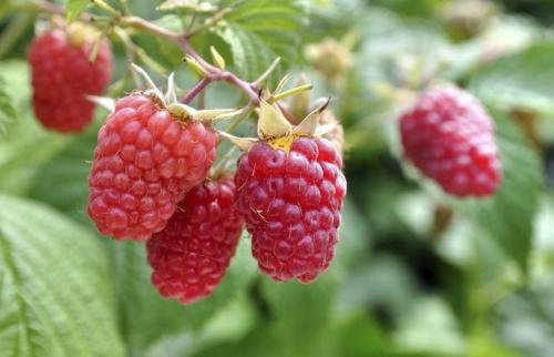 Какая польза от осенней подкормки для смородины и малины, и почему это важно для будущего урожая. Все секреты осенней подкормки ягодных кустарников