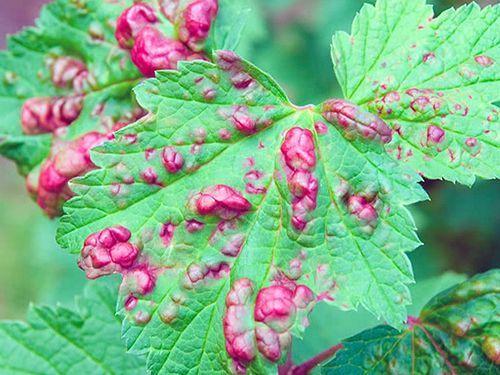 Как бороться с болезнями смородины осенью. Разберем основные и часто встречаемые болезни смородины