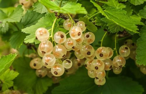 Существуют ли специфические удобрения для различных видов ягодных кустарников. Удобряем ягодные кустарники – секреты хорошего урожая