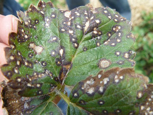 Как бороться с болезнями смородины осенью. Разберем основные и часто встречаемые болезни смородины